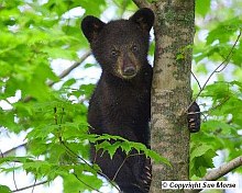 Baby Black Bear in Tree