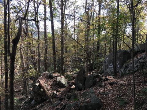 Farley woods